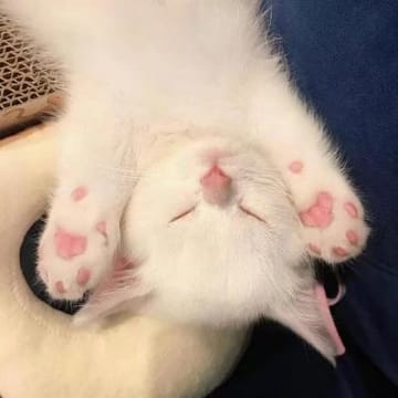 Ảnh đại diện người dùng Đức